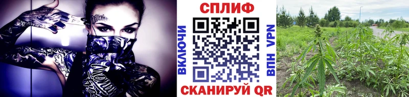 Купить  Гусев  Канабис THC 21% 